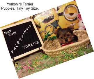 Yorkshire Terrier Puppies, Tiny Toy Size.