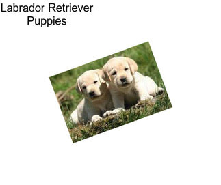 Labrador Retriever Puppies