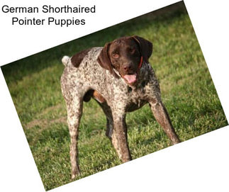 German Shorthaired Pointer Puppies