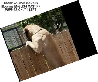 Champion bloodline \\Zeus Bloodline ENGLISH MASTIFF PUPPIES ONLY 4 LEFT