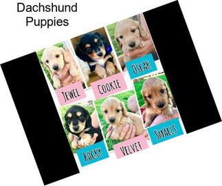 Dachshund Puppies