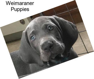 Weimaraner Puppies