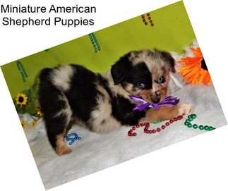 Miniature American Shepherd Puppies