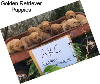 Golden Retriever Puppies