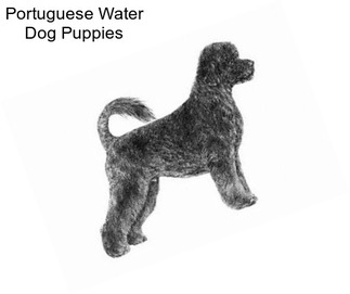 Portuguese Water Dog Puppies