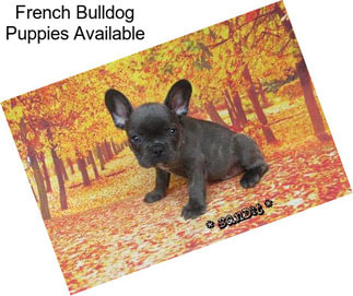 French Bulldog Puppies Available