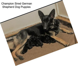 Champion Sired German Shepherd Dog Puppies