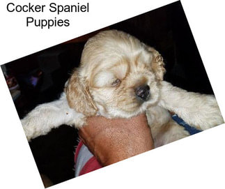 Cocker Spaniel Puppies