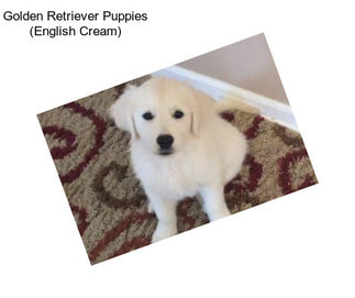 Golden Retriever Puppies (English Cream)