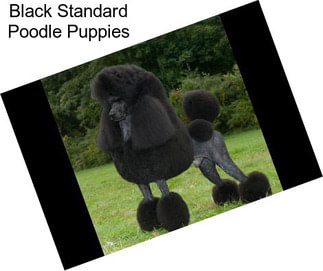 Black Standard Poodle Puppies