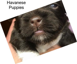 Havanese Puppies