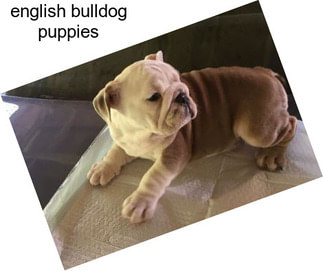 English bulldog puppies