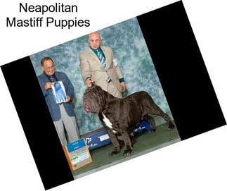 Neapolitan Mastiff Puppies