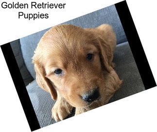 Golden Retriever Puppies