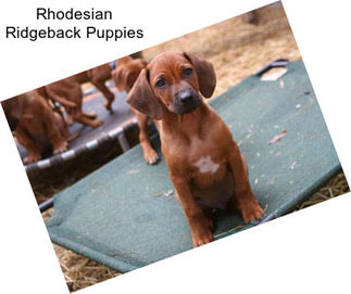 Rhodesian Ridgeback Puppies