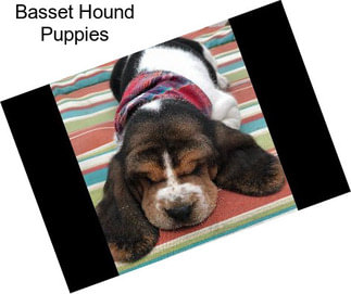 Basset Hound Puppies