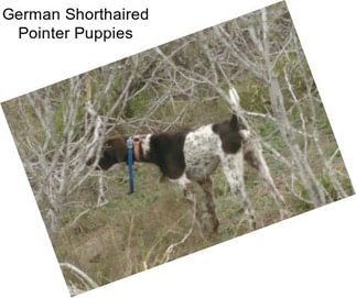 German Shorthaired Pointer Puppies