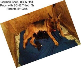 German Shep. Blk & Red  Pups with SCH3 Titled  Gr Parents 5+ Gen.