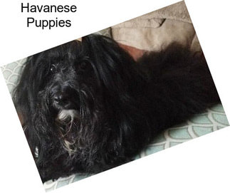 Havanese Puppies