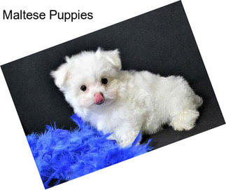 Maltese Puppies