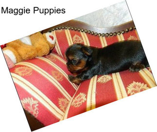 Maggie Puppies