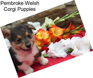 Pembroke Welsh Corgi Puppies