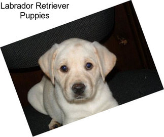 Labrador Retriever Puppies