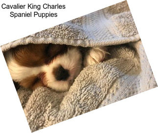 Cavalier King Charles Spaniel Puppies