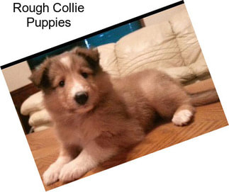 Rough Collie Puppies