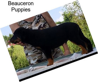 Beauceron Puppies