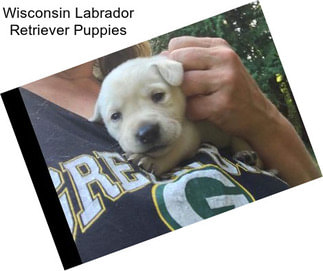 Wisconsin Labrador Retriever Puppies
