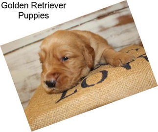 Golden Retriever Puppies