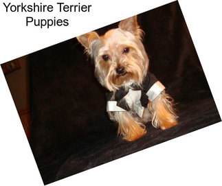 Yorkshire Terrier Puppies