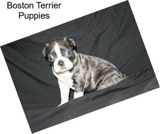 boston terrier hunting
