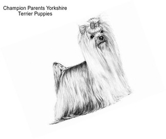 Champion Parents Yorkshire Terrier Puppies