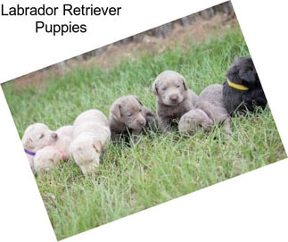 Labrador Retriever Puppies