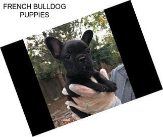 FRENCH BULLDOG PUPPIES