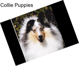 Collie Puppies