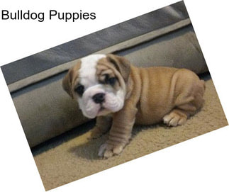 Bulldog Puppies