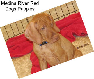 Medina River Red Dogs Puppies