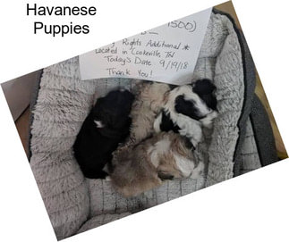 Havanese Puppies