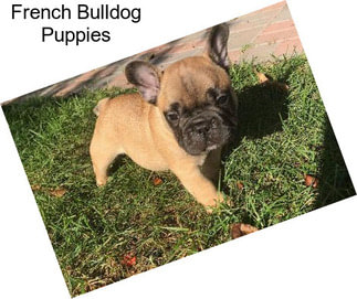 French Bulldog Puppies