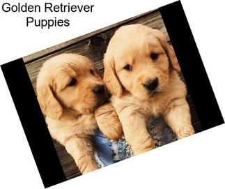 Golden Retriever Puppies