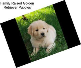 Family Raised Golden Retriever Puppies