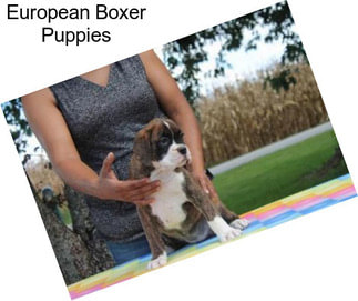 European Boxer Puppies