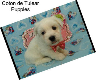 Coton de Tulear Puppies