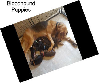 Bloodhound Puppies