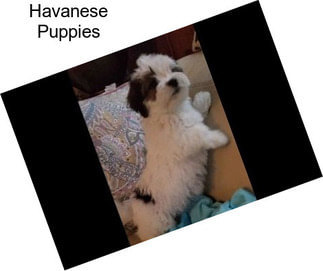 Havanese Puppies