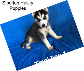 Siberian Husky Puppies