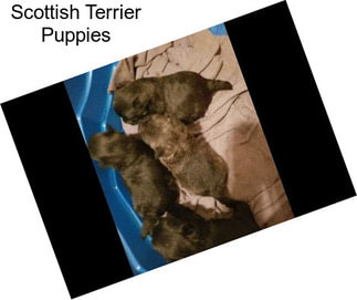 Scottish Terrier Puppies